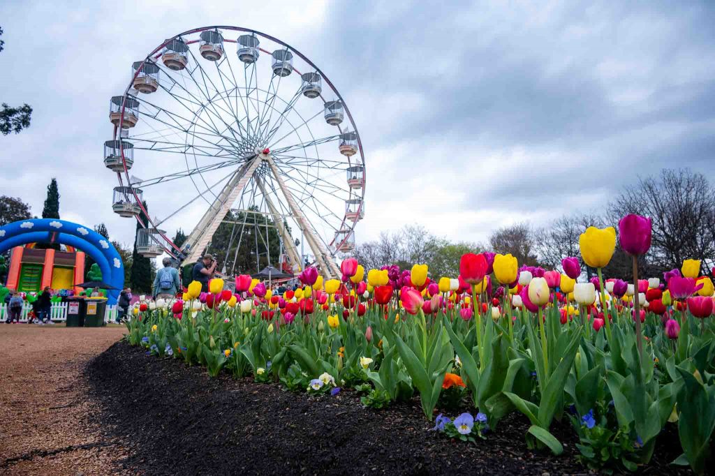 Tulips and Ferris Wheel Image by Chris Chia