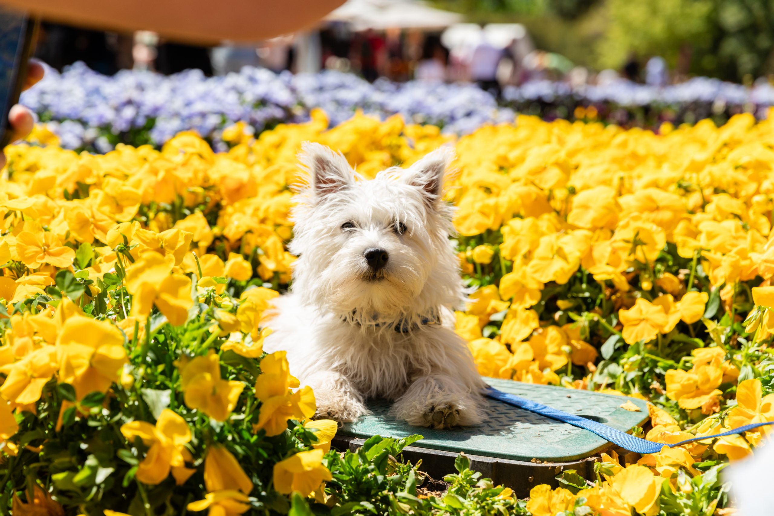 Small light‑coloured dog sitting among bright yellow tulips, with dense rows of flowers filling the foreground and background.