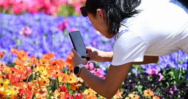 Person leans forward to take a photo with a smartphone of bright orange flowers, with purple and pink blooms blurred behind.