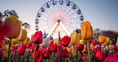 Brightly coloured tulips in the foreground with an illuminated ferris wheel visible in the background at dusk.