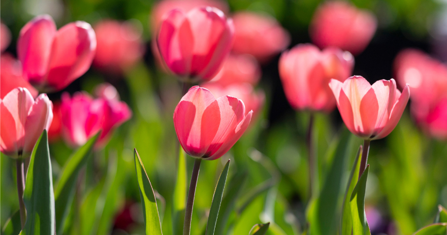 Close‑up view of pink tulips in bloom with soft blurred greenery in the background.