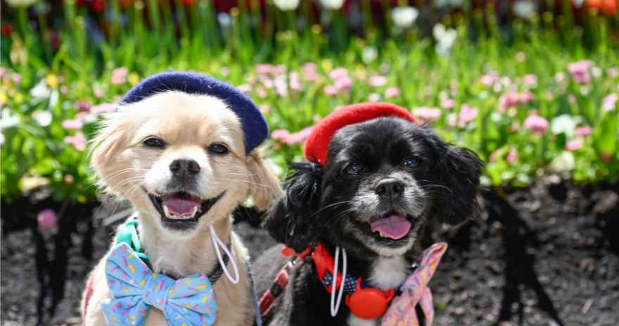 Two small dogs wearing hats and bow ties sit side by side in front of a garden bed filled with green plants and pink flowers.