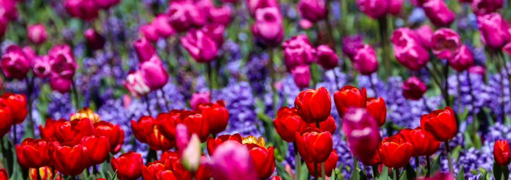 A dense, vibrant garden bed of bright red and magenta tulips in full bloom, intermingled with clusters of purple hyacinths.