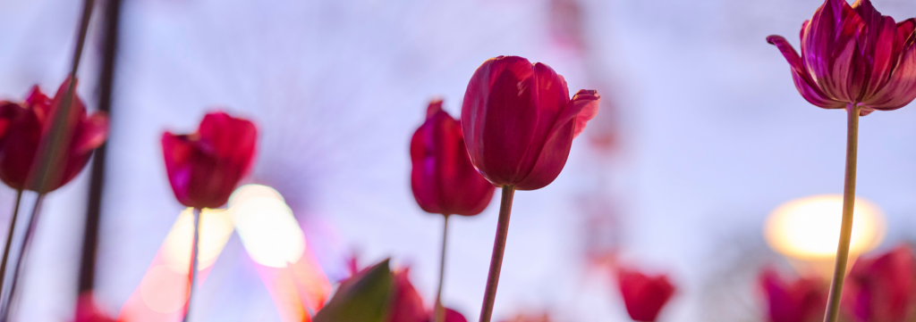 Close-up of vibrant pink tulips reaching upward against a soft, blurred twilight sky, with the glowing lights of a Ferris wheel softly defocused in the background.