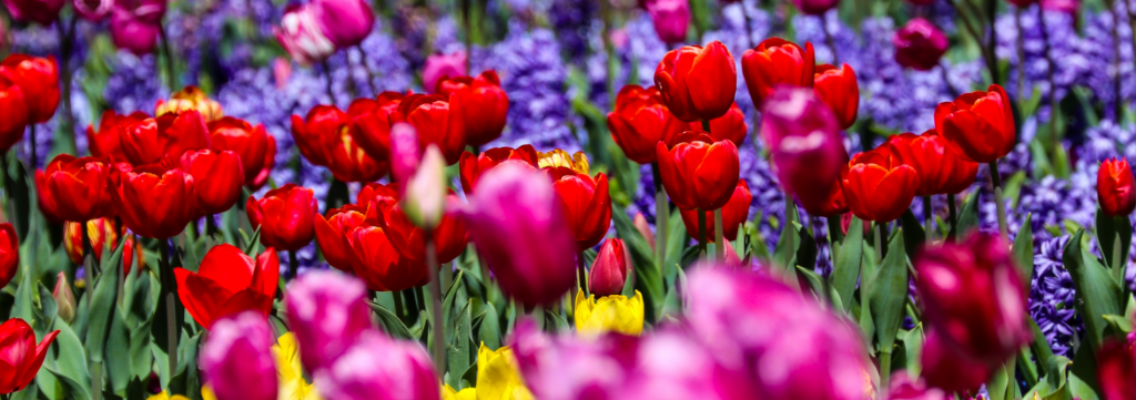 A dense, vibrant garden bed of bright red and magenta tulips in full bloom, intermingled with clusters of purple hyacinths.