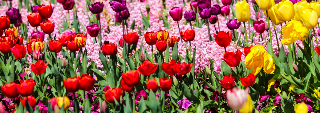 A colourful, sprawling garden display featuring rows of red, yellow, and purple tulips planted alongside a dense carpet of pink flowers.