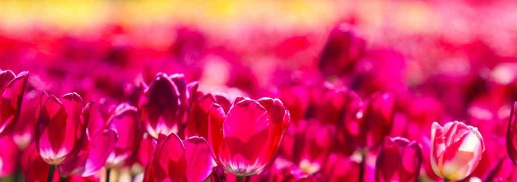 A dramatic, low-angle shot looking across a massive field of deep pink tulips in full bloom under bright sunlight.