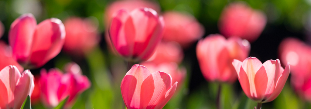 A soft-focus, dreamy close-up of delicate pink tulips glowing in the sunlight against a dark green foliage background.