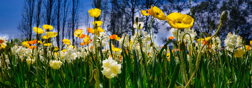 A bright, sunny field of yellow poppies, white daffodils, and orange wildflowers stretching upward against a blue sky with scattered trees.