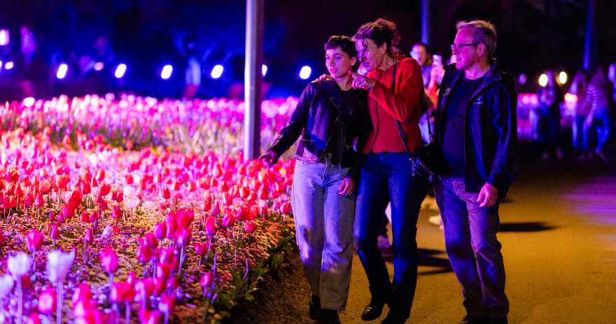 Three visitors walk along a path beside illuminated rows of red and white tulips at night.