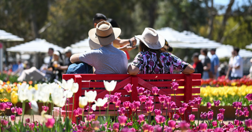 Visitors seated on a red bench surrounded by pink and white tulips, with crowds and umbrellas in the background.