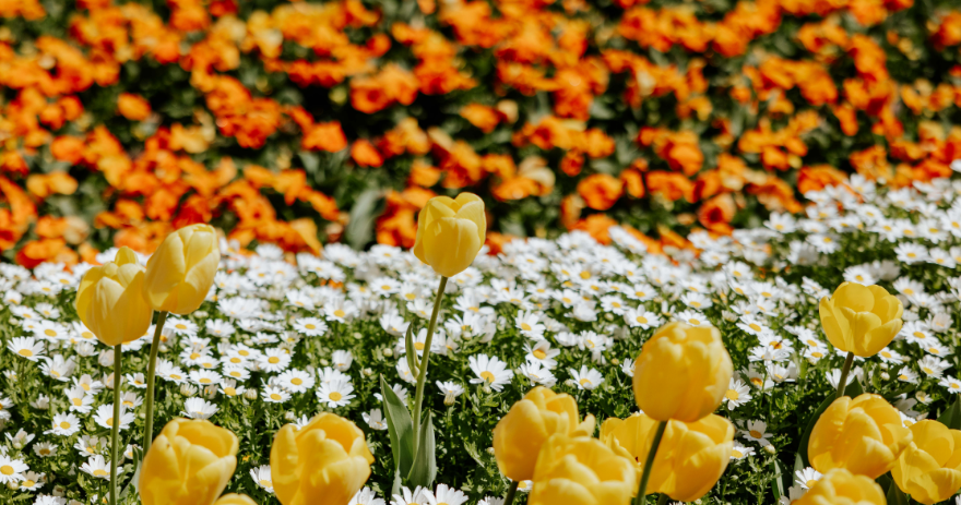 Yellow tulips in the foreground with a layer of white daisies and bright orange flowers behind.