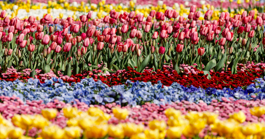 Dense rows of pink, red, yellow and blue flowers planted in layered bands across a garden bed.