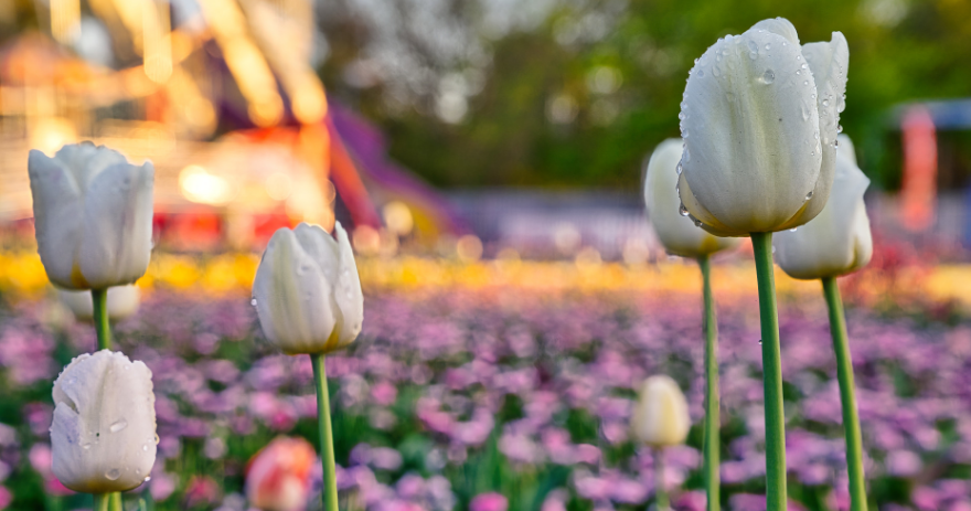 Close‑up of white tulips with water droplets on the petals, with colourful flower beds and a ferris wheel softly blurred in the background.