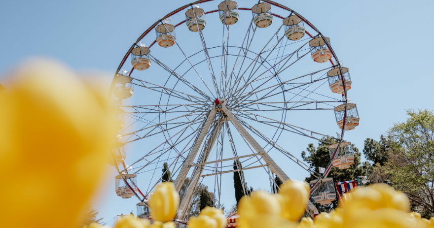 Large ferris wheel rising above yellow tulips in the foreground, set against a clear blue sky.