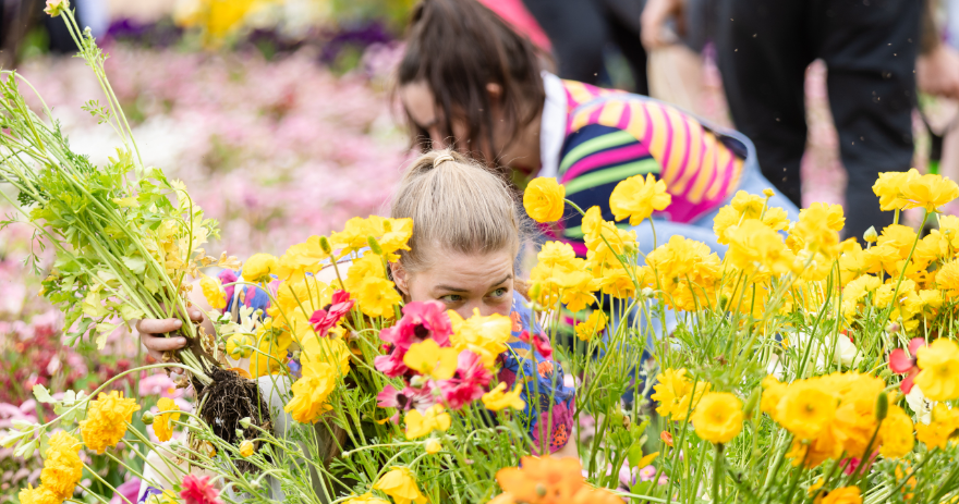 Visitor crouched among dense yellow and pink flowers, lifting freshly dug plants with soil attached to the roots.