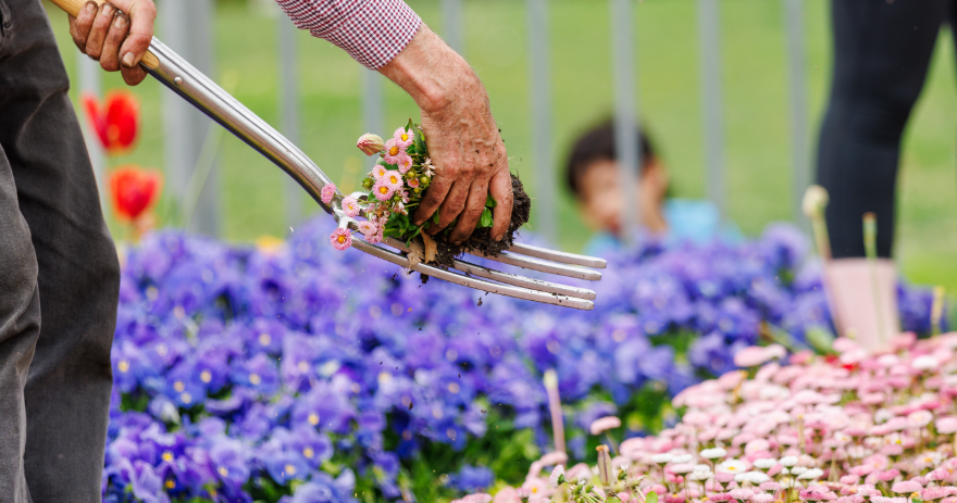 Close-up of a person holding freshly dug flowers and bulbs with soil, with vibrant garden beds in the background at the Floriade Great Big Bulb Dig.