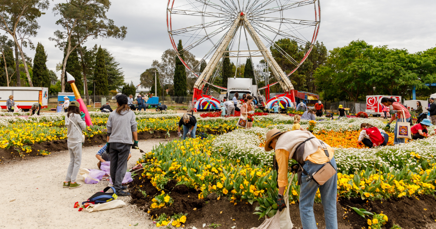Wide view of many visitors digging up flowers in garden beds at Floriade, with a ferris wheel and event activity visible in Commonwealth Park.