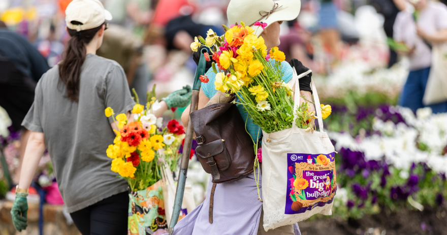 People carrying bags filled with colourful flowers and bulbs during the Floriade Great Big Bulb Dig, walking through garden beds in Commonwealth Park.