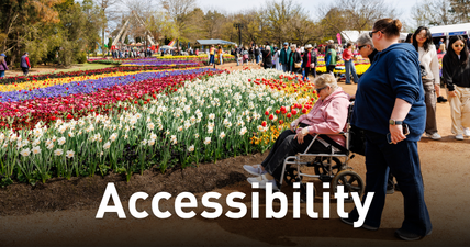 Accessibility, person using a wheelchair assisted along a path beside vibrant tulip displays.
