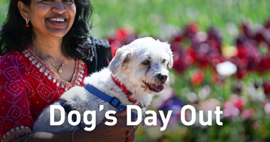 Dog's Day Out, small dog being held in front of bright flower displays at Floriade