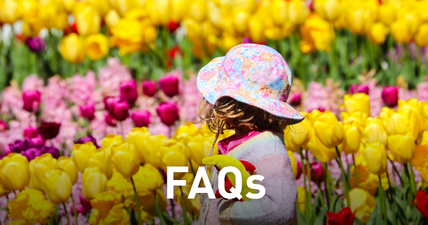 FAQs, child standing among vibrant tulips.