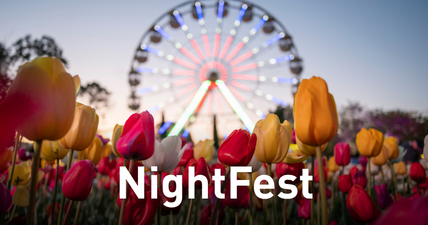 NightFest, illuminated Ferris Wheel behind brightly coloured tulips at dusk.