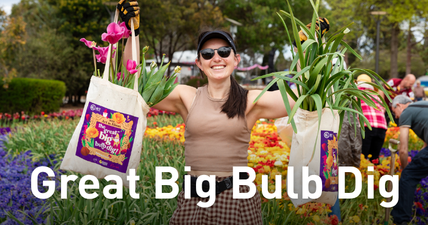 Great Big Bulb Dig, person holding two bags of flowering plants in a colourful tulip garden at Floriade.