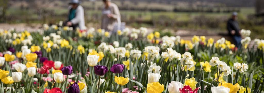 A colourful flower garden filled with tulips and daffodils in bloom, with two visitors walking among the flower beds and mountains visible in the distance.