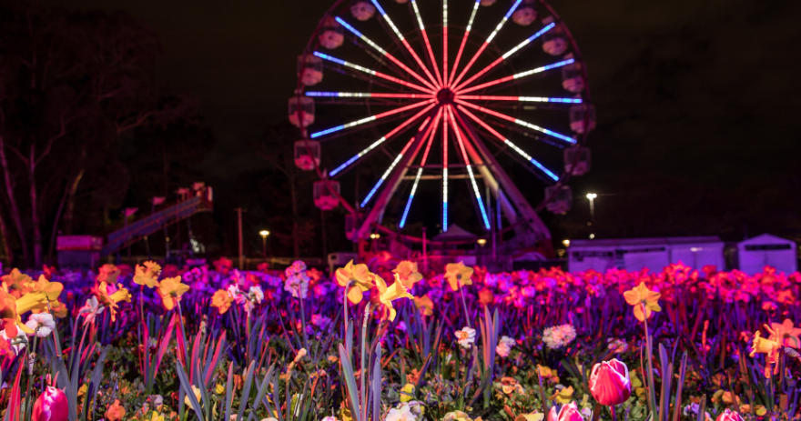 A ferris wheel glows with colourful lights above a field of illuminated flowers during a NightFest