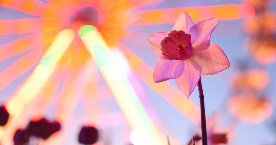 A close up of a flower illuminated by colourful light beams against a vibrant abstract background.