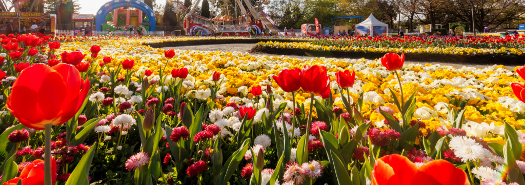 Rows of colourful tulips in red, yellow, and orange bloom across a large garden display.
