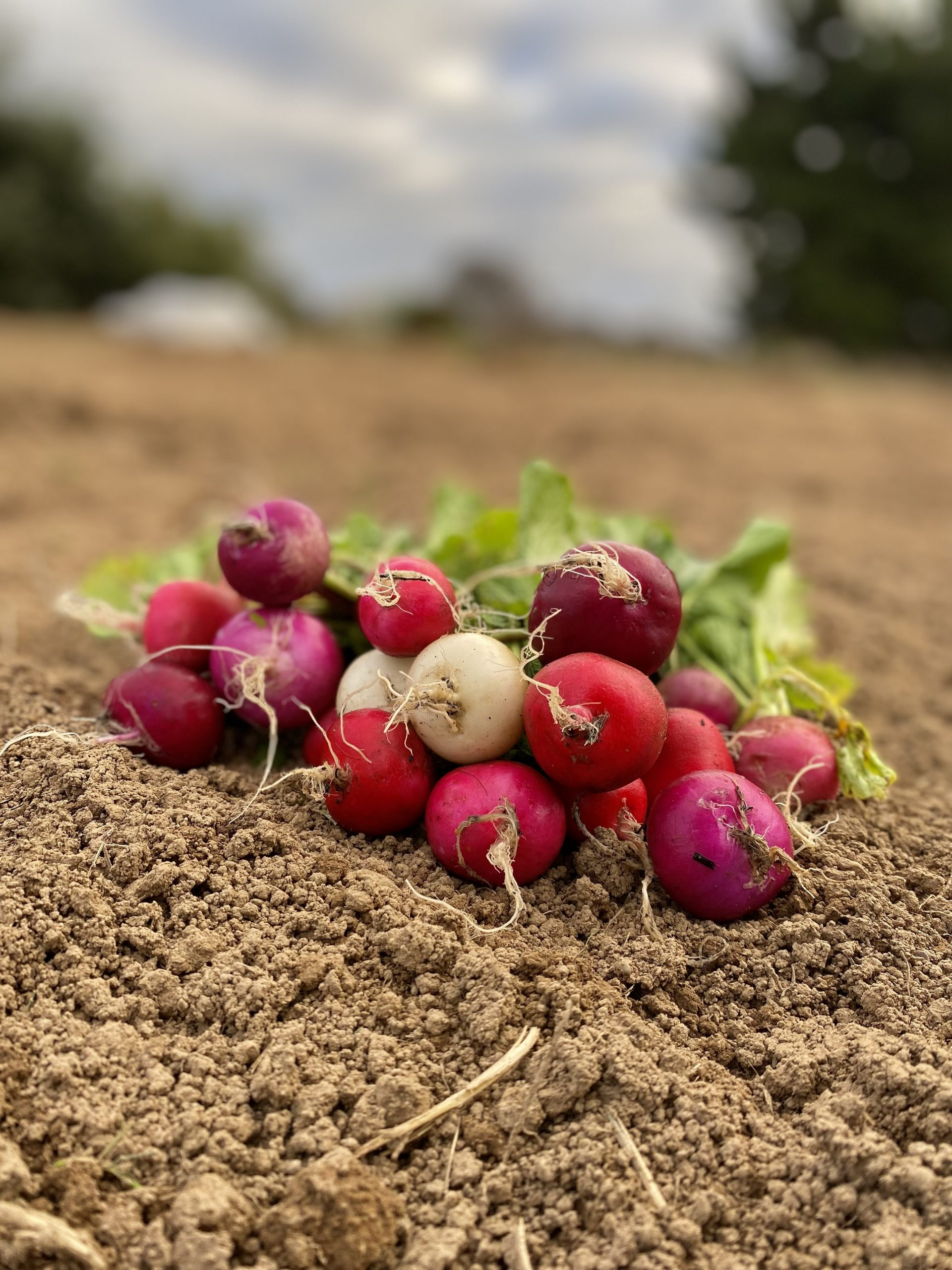 Beetroots sitting in a farm on a brown patch of dirt