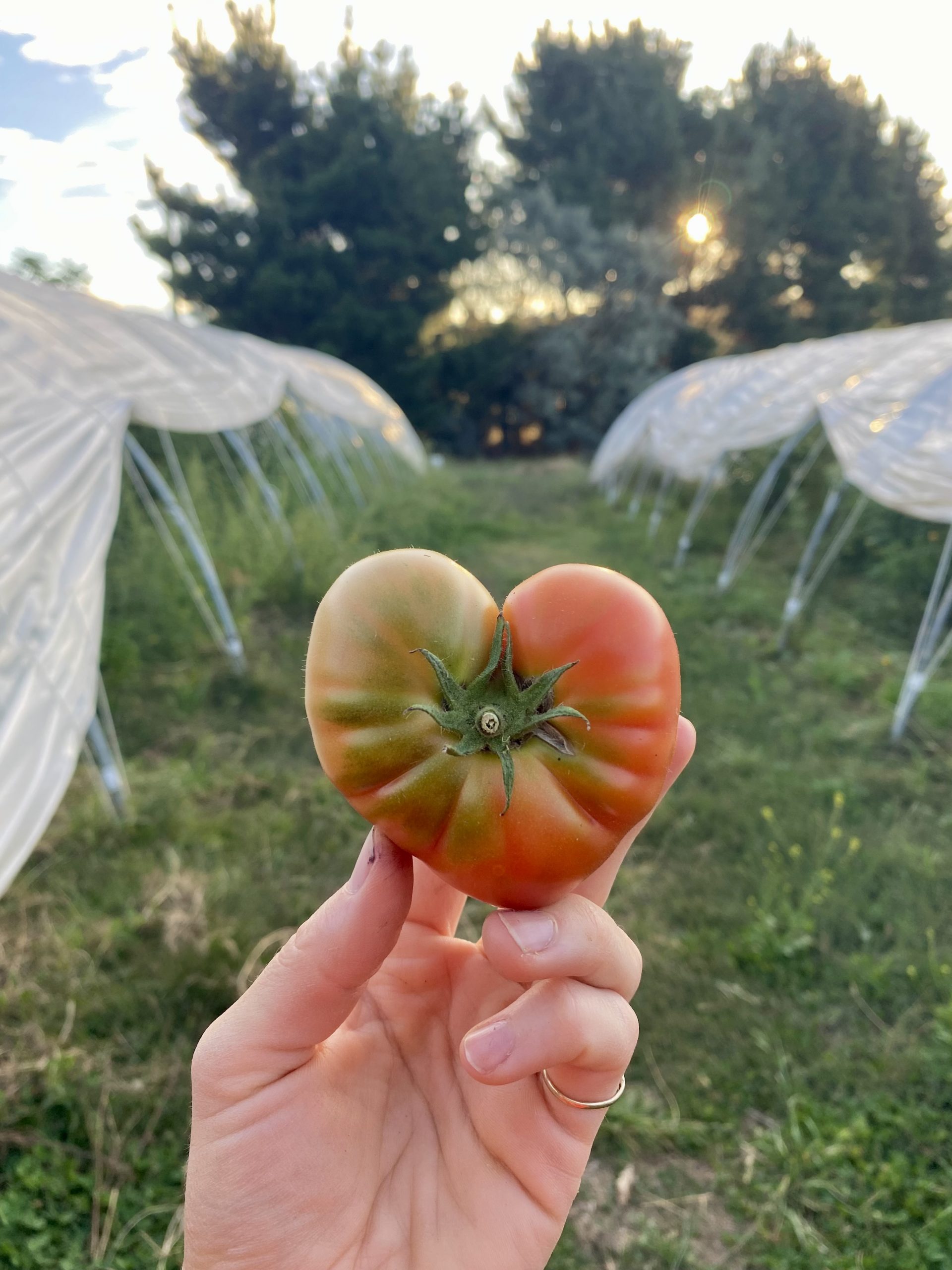 a close up of a tomato with colours of red and green in a field
