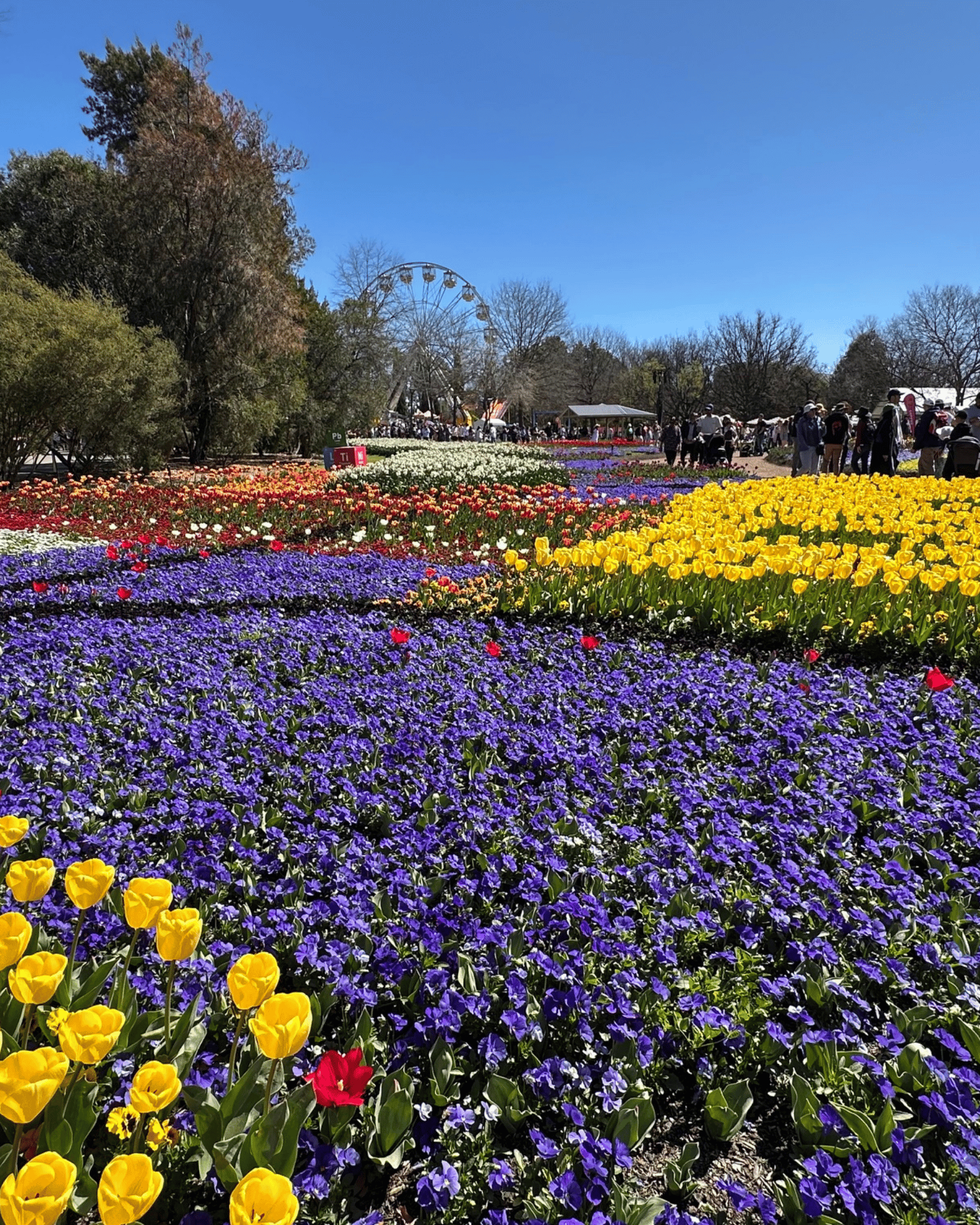 Large, colourful flower beds filled with purple blooms and yellow, red, and white tulips stretch across a garden under a clear blue sky. Visitors walk along paths in the background, with a Ferris wheel visible among the trees.
