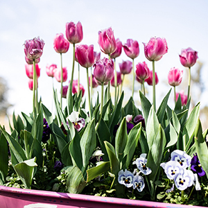 Floriade Community Img - Pink Tulips
