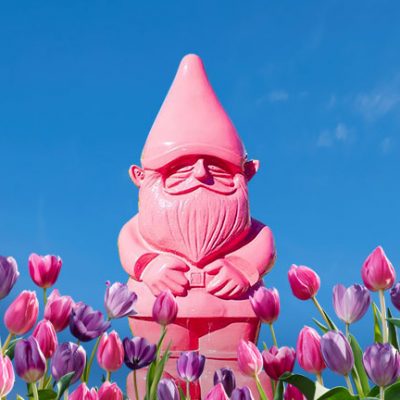 a Pink gnome sits amongst pink and purple tulips with a blue sky behind them.
