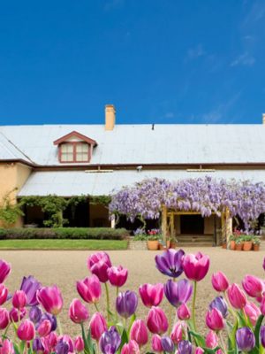 A homestead building sits behind pink and purple tulips with a blue sky behind