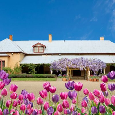 A homestead building sits behind pink and purple tulips with a blue sky behind