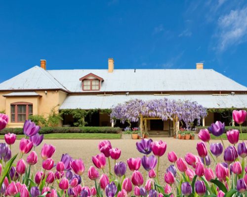 A homestead building sits behind pink and purple tulips with a blue sky behind