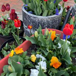 potted flowers