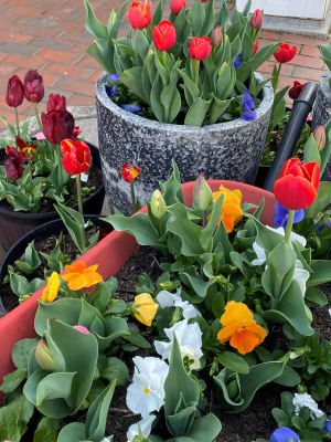 potted flowers