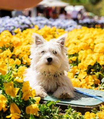 Small light‑coloured dog sitting among bright yellow tulips, with dense rows of flowers filling the foreground and background.
