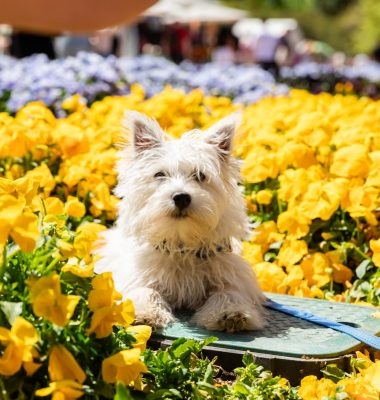 Small light‑coloured dog sitting among bright yellow tulips, with dense rows of flowers filling the foreground and background.