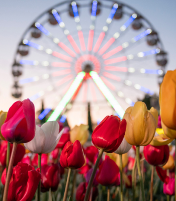 Brightly coloured tulips in the foreground with an illuminated ferris wheel visible in the background at dusk.