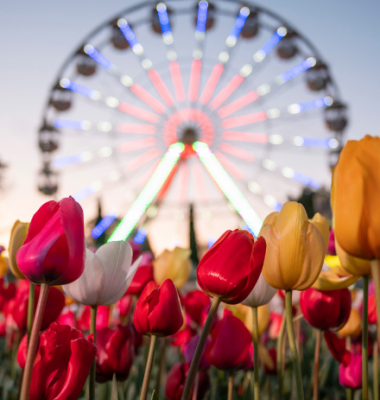 Brightly coloured tulips in the foreground with an illuminated ferris wheel visible in the background at dusk.