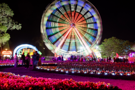Large ferris wheel glowing with coloured lights above curved garden beds filled with illuminated flowers and visitors walking nearby.