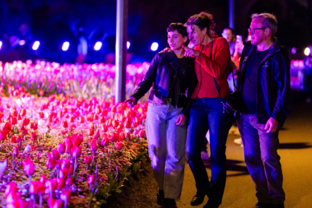 Three visitors walk along a path beside illuminated rows of red and white tulips at night.