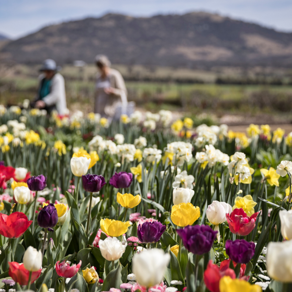 A colourful flower garden filled with tulips and daffodils in bloom, with two visitors walking among the flower beds and mountains visible in the distance.