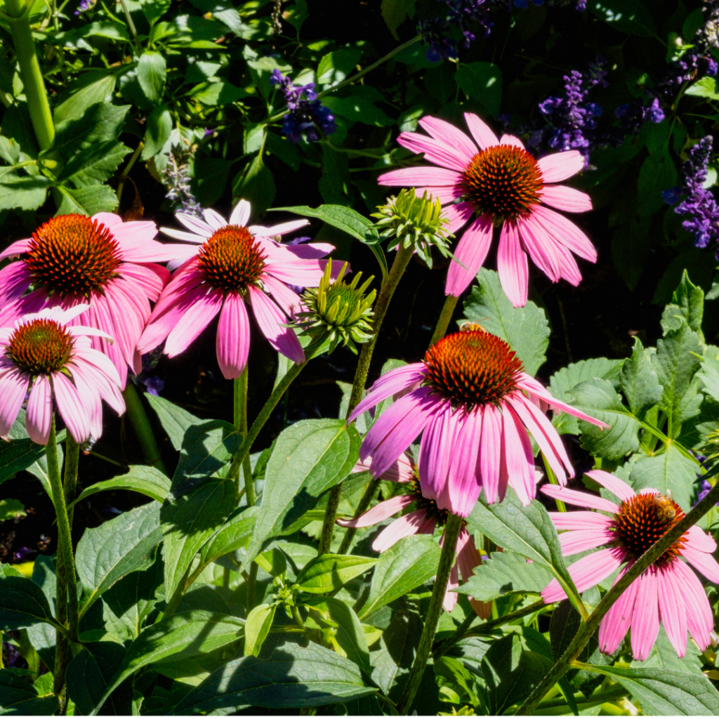 pink flowers in a garden